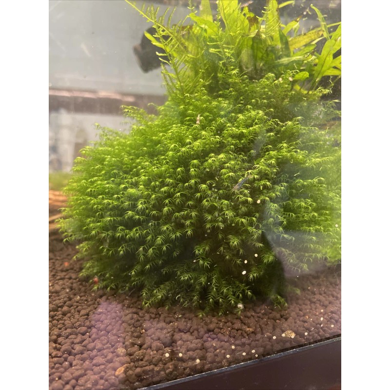 2X4in Portion Of Fissidens fontanus Live Aquarium Plants Phoenix Moss