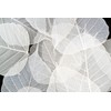 100 Pcs Bodhi Leaf Translucent Leaves Pho Bodhi Tree Veined