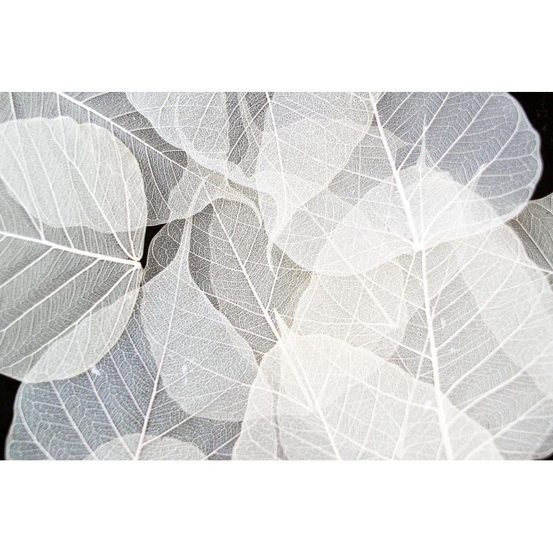100 Pcs Bodhi Leaf Translucent Leaves Pho Bodhi Tree Veined