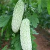 ZEshops 15pcs White Pearl Bitter Gourd Seeds Heirloom Balsam Pear