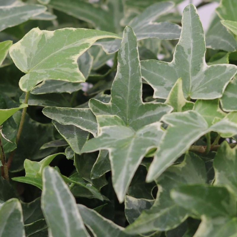 American Plant Exchange English Ivy Variegated – 4-Inch Pot –