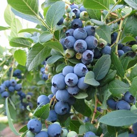 3 Biloxi Blueberry Bush Live Plant to Grow, Blueberry Plants Live for Planting 5 to 8 Inch Tall, Sweet Blueberries Fruit for Home Garden