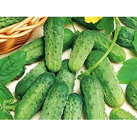 CEMEHA SEEDS - Cucumber Parisian Gherkin Open-Pollinated Pickling Non GMO Vegetable for Planting