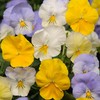 Outsidepride Pansy Cool Wave Pastel Mix - 15 Seeds