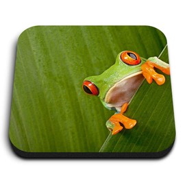 1 x Square MDF Fridge Magnet - Green Frog Nature Frogs 3682
