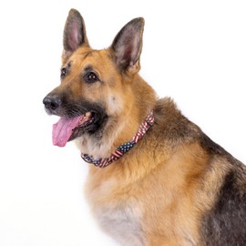 Country Brook Petz - HossFit Jr Wide Premium Dog Collar - Americana Collection Featuring Patriotic Designs (Patriotic Tribute, Large)
