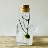Toss Rocks Marimo Moss Ball Terrarium Kit