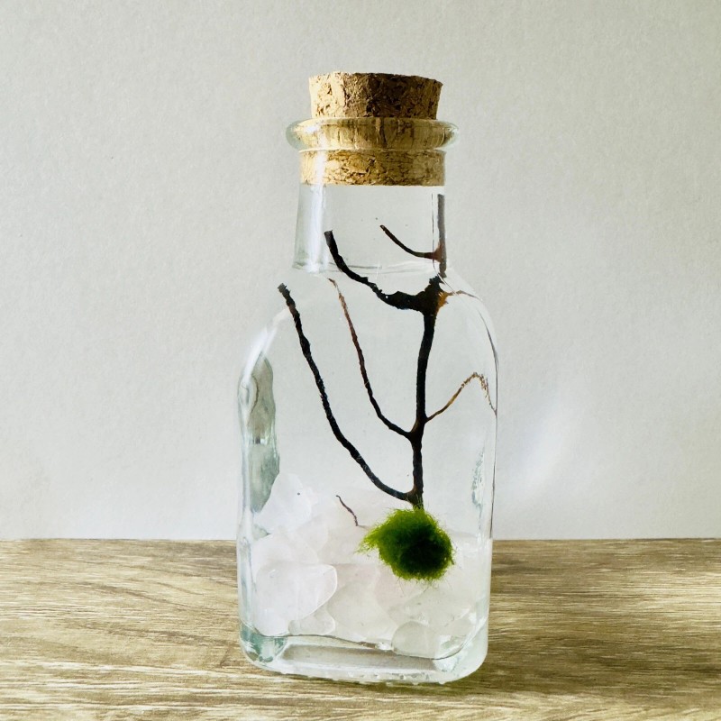 Toss Rocks Marimo Moss Ball Terrarium Kit