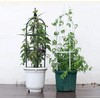 Garden Trellis for Climbing Plants Plant Support Cage, Tower Obelisk