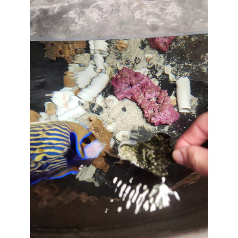 Norman's Nori Seaweed Sheets 4"x7.5" For Saltwater Marine Fish -