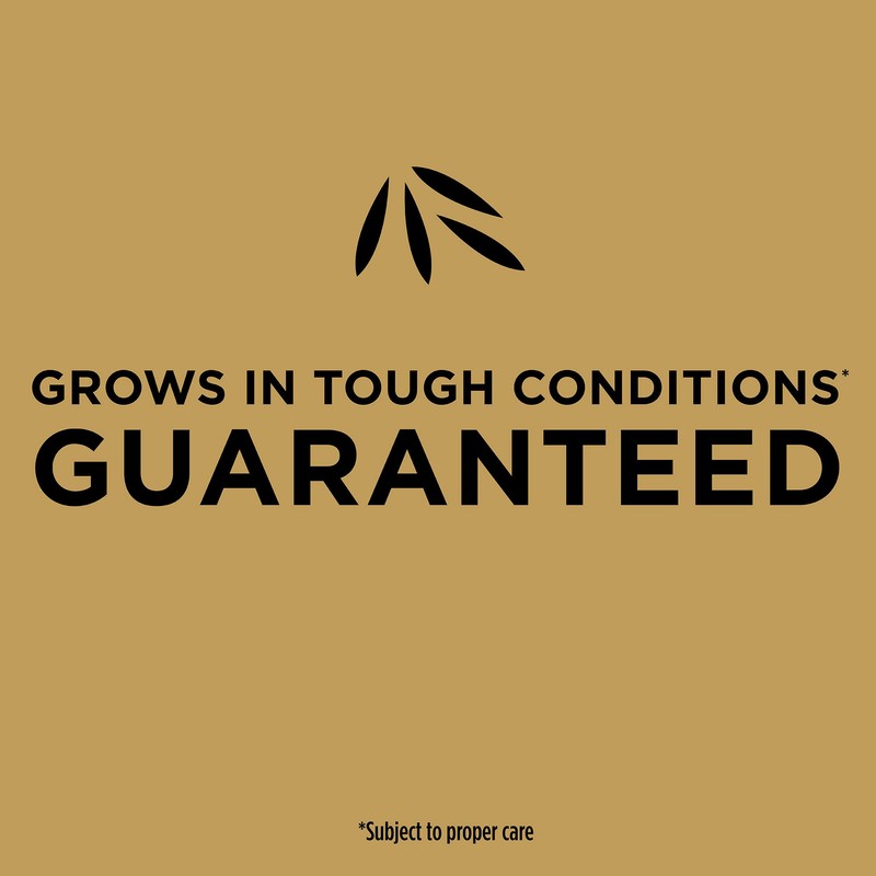 Scotts EZ Seed Patch & Repair Tall Fescue Lawns Combination