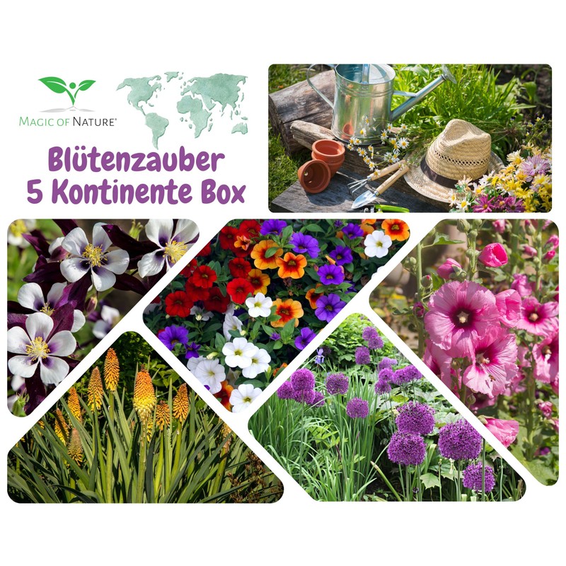 Gift propagation set: Blossom Magic 5 Continents Box - for