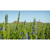 Chia Seeds for Planting, 1000+ Seeds Per Packet,Herb/Flower, (Isla's Garden