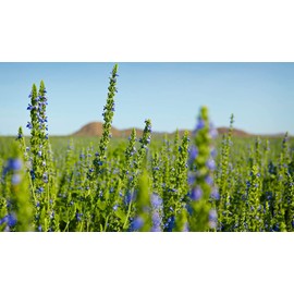 Chia Seeds for Planting, 1000+ Seeds Per Packet,Herb/Flower, (Isla's Garden Seeds), Non GMO & Heirloom Seeds, Scientific Name: Salvia hispanica, Great Gift