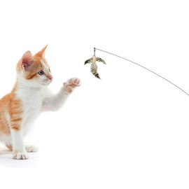Cat Toy, Cat Toy, Cat Toy, Squishy Cats, Fishing Rod (1 Piece) & Wings (2 Feathers, Birds), Dangling Pet Goods, Cat Supplies