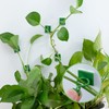 iTYOOS Pack of 100 Plant Clips, Wall Plant Clips, Wall
