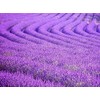 True English Lavender Vera Nice Garden Flower by Seed Kingdom
