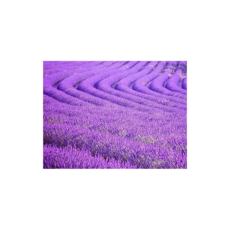True English Lavender Vera Nice Garden Flower by Seed Kingdom
