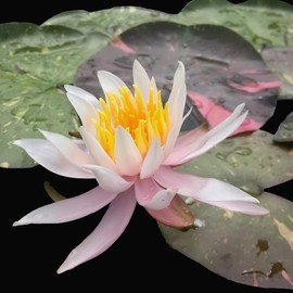 Arc-en-ciel Live Perennial Water Lily Perfect Pond Plant Pre Grown Bare Root Waterlily Outdoor Koi Pond or Container Ponds Lillies pregrown Lilly pad