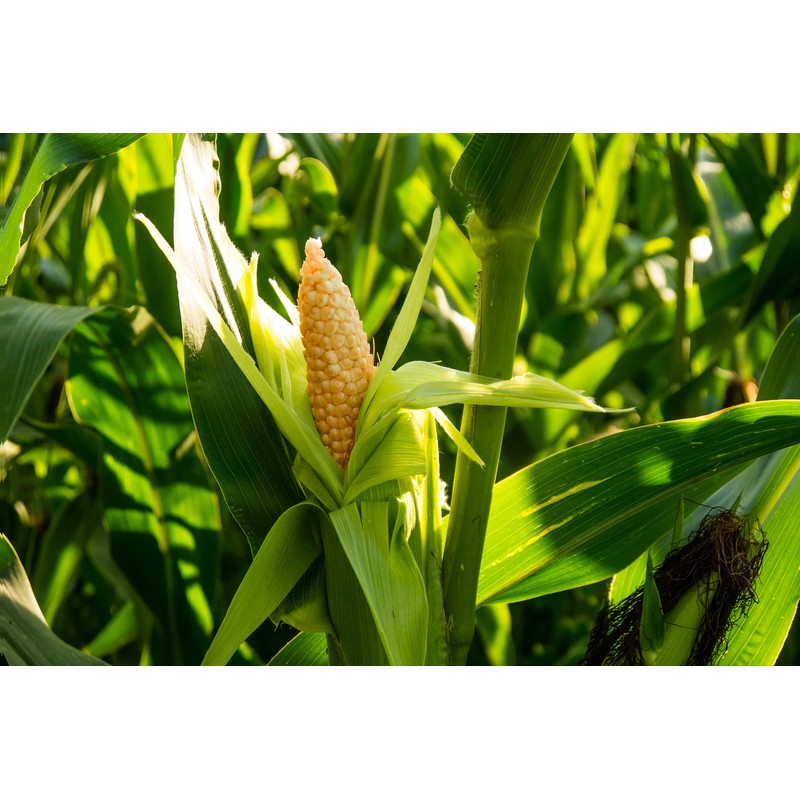 NESTLADY Corn Silk Tea bags Suitable for both hot and