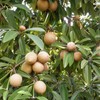 Palm Beach Medicinal Herbs - Sapodilla Tree (Manilkara zapota) -