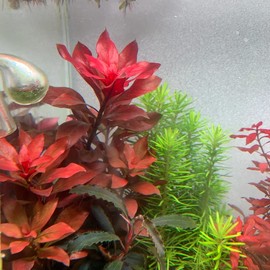 15 Red Ludwigia Repens Leaf Live Aquarium Plants Stem Bunch for Planting