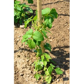TomorrowSeeds - White Half Runner Bean (Pole) Seeds - 50+ Count - for 2025 Planting Early Mountaineer Pole Beans Sweet Old Dutch Vining Green Beans High-Yielding Fresh Vegetable Grow Your Own Home