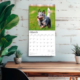 Blue Heelers | 2026 12 x 24 Inch (Hanging) Monthly Square Wall Calendar | Plastic-Free | BrownTrout | Animals Dog Breeds