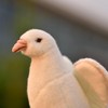 LuLezon Realistic White Dove Plush -24cm Peace Dove Stuffed Animal