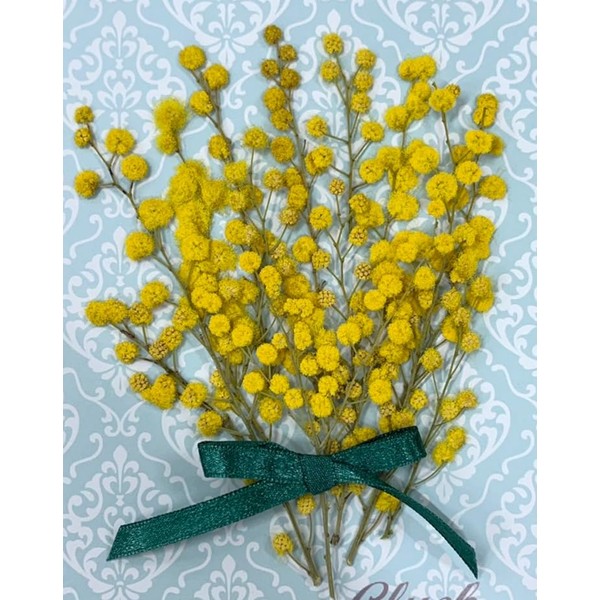 Compact Pressed Flower Mimosa, Small Quantities in Packs, Pressed Flower Material, Pressed Flower Art