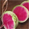 Seed Needs, Watermelon Radish (Raphanus sativus) Twin Pack of 500