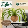 Better-Gro 17” Hanging Kokodama with Birds Nest Fern - Biodegradable,
