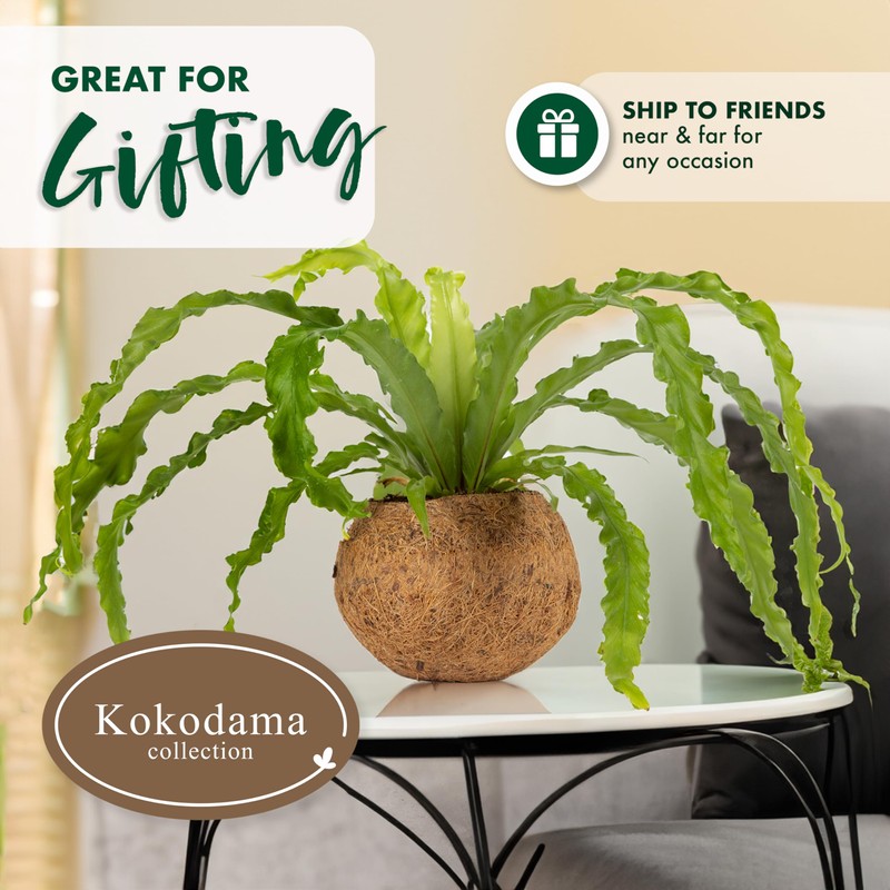 Better-Gro 17” Hanging Kokodama with Birds Nest Fern - Biodegradable,