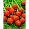 CEMEHA SEEDS - Red Carrot Paris Market Non GMO Vegetable