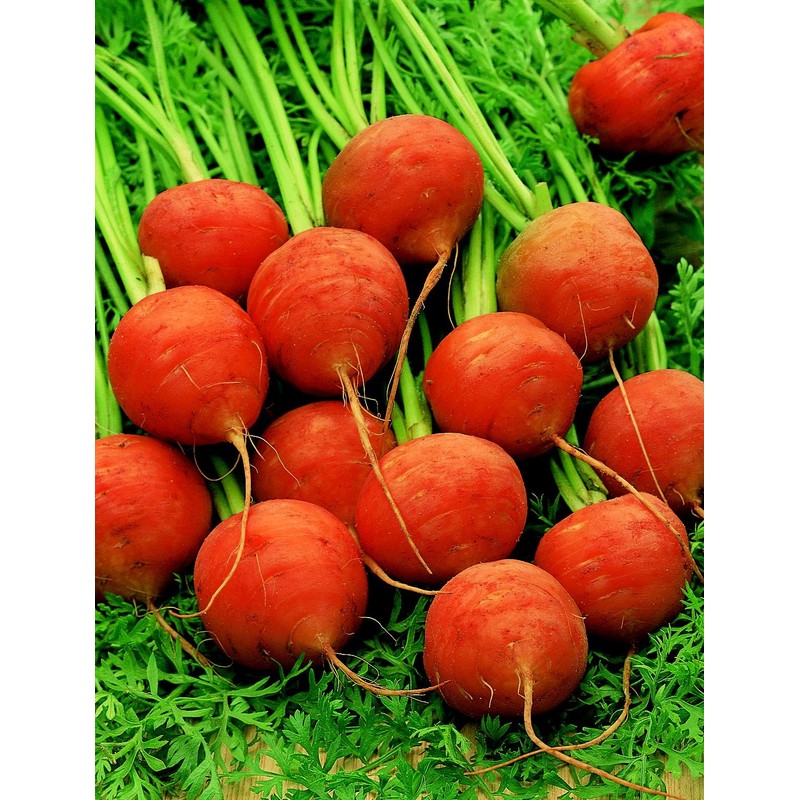 CEMEHA SEEDS - Red Carrot Paris Market Non GMO Vegetable