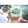 2 PCS 500ML 17.6OZ Plastic White Translucent Squeeze Wash Bottles