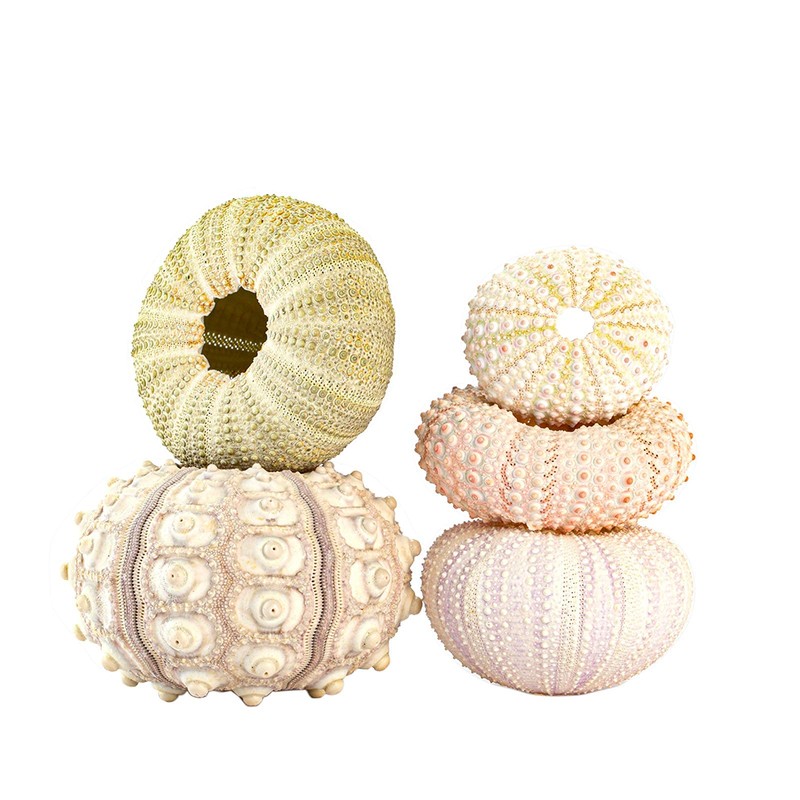 5 Pack Mini Sea Urchin Shell Hanging Pot- Decorative Hanging