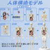 Human Body Model Toy, Full Body Transparent, Human Blood Vessel
