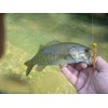 Rebel LIVEFLEX™ Creek Creature Soft Plastic - Siren Nymph -