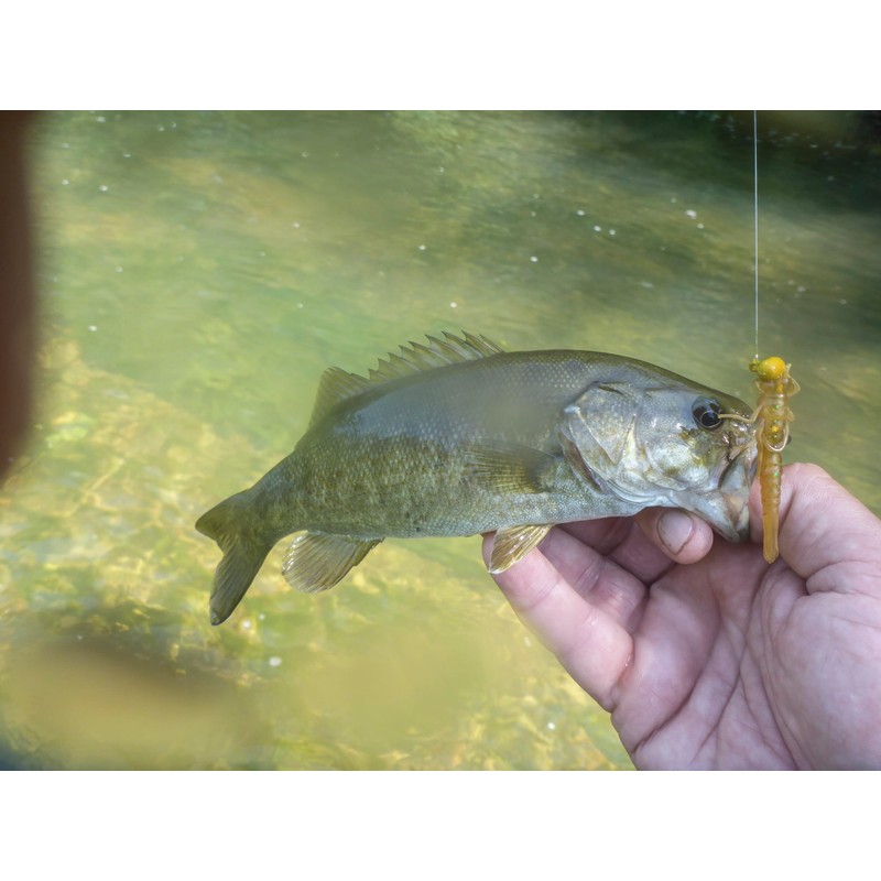 Rebel LIVEFLEX™ Creek Creature Soft Plastic - Siren Nymph -