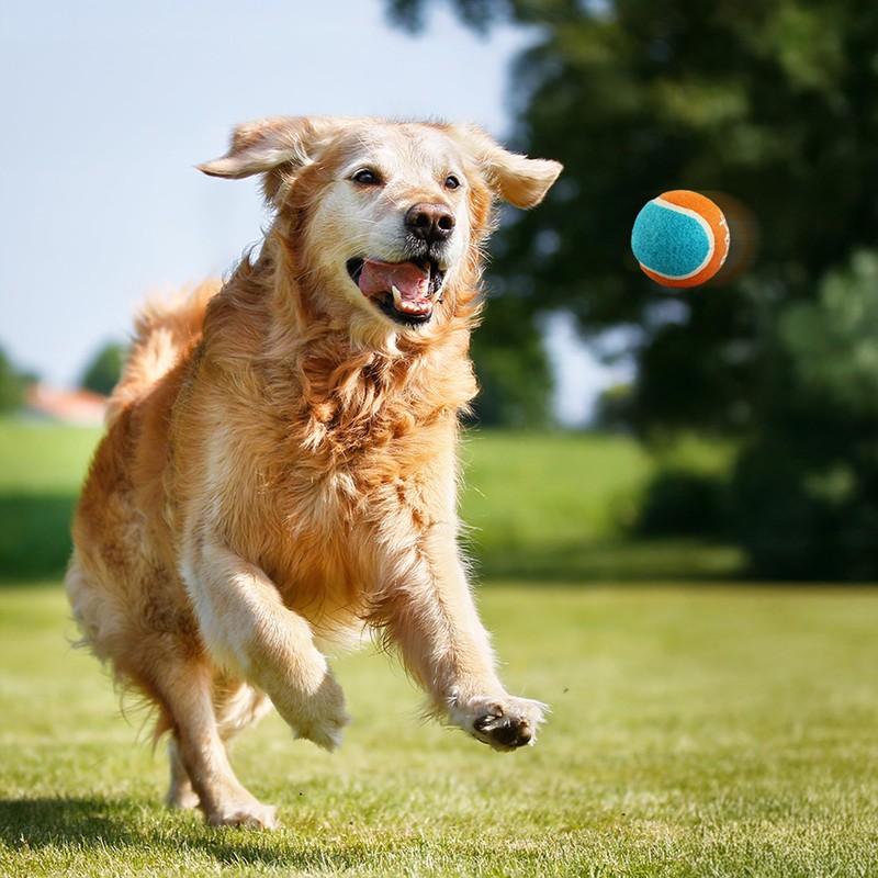 ALL FOR PAWS - Lanzador de bolas para perros, 4