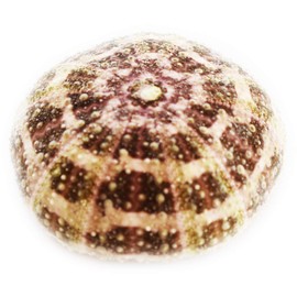 Set of 6 Beautiful Alfonso Gator Sea Urchins 2"- 3" Coastal Beach Cottage Craft Decor Display Air Plant