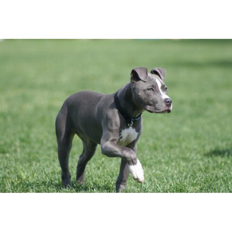 Dean and Tyler DT Freedom Muzzle, Size No. 21 -