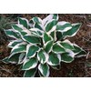 Patriot Variegated Hosta - Live Plant - Quart Pot