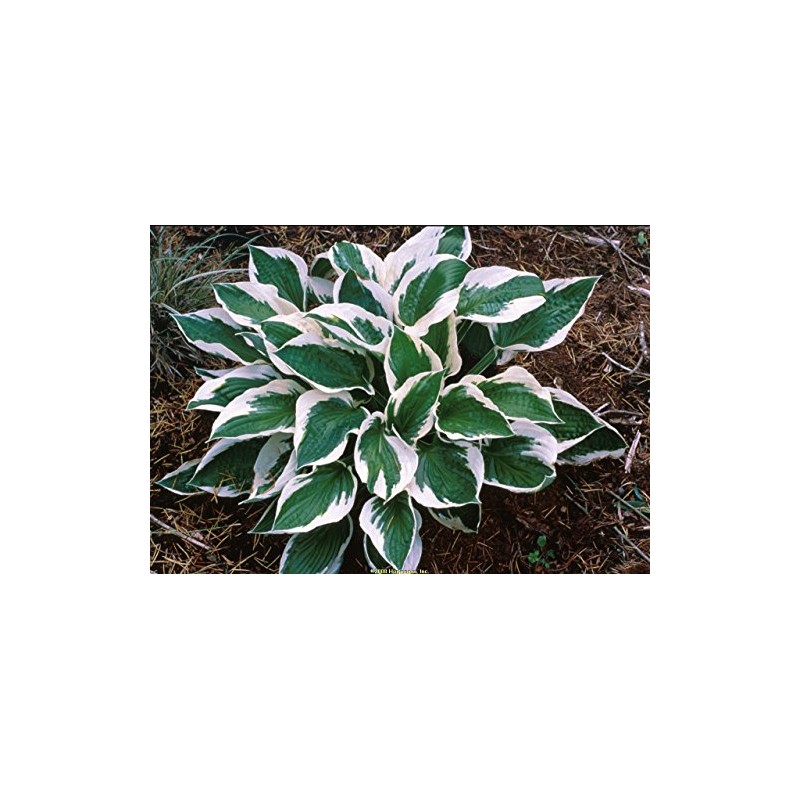 Patriot Variegated Hosta - Live Plant - Quart Pot