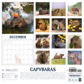 Capybara Calendar 2026 | 12" x 24" Funny Animals Capybaras 12 Month | Marble City Press | Quirky Wildlife, Pet Lovers, Cute Animal Photography | 2026-2027