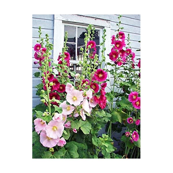 Hollyhock Seeds for Planting, Mixed Colors - 400+ Seeds - Long Blooming Period in All Zones