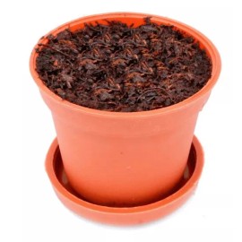 Dipla 65 Macetas De 2 Pulgadas Con Plato De Riego