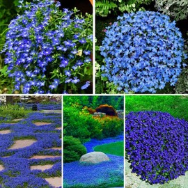 20000+ Blue Creeping Thyme Seeds for Planting Perennial Thyme Heirloom Flowers Non-GMO Ground Cover Plants for Garden Outdoor