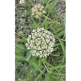 exoticplantseeds Antelope Horn Milkweed  50 Seeds  Asclepias asperula  Wildflower